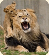 ��� ���������� �����.