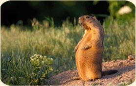 ��� ���������� �����.