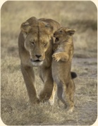 ��� ���������� �����.