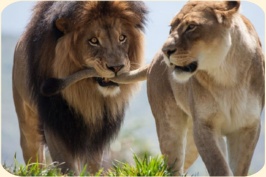 ��� ���������� �����.