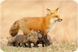 ��� ���������� �����.