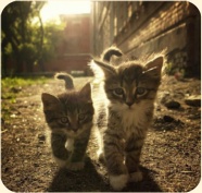 ��� ���������� �����.