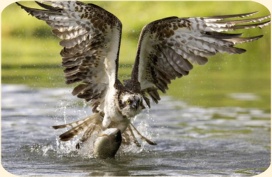 ��� ���������� �����.