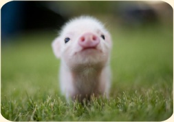 ��� ���������� �����.