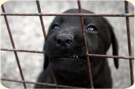 ��� ���������� �����.