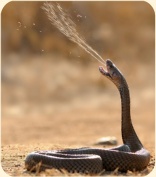 ��� ���������� �����.