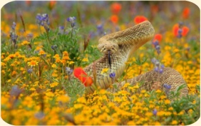 ��� ���������� �����.