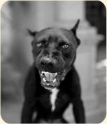 ��� ���������� �����.